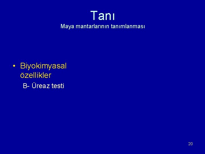 Tanı Maya mantarlarının tanımlanması • Biyokimyasal özellikler B- Üreaz testi 20 