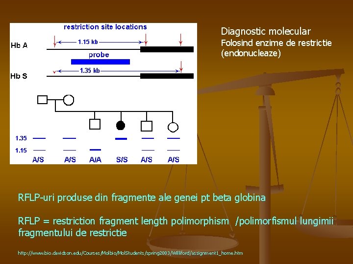 Diagnostic molecular Folosind enzime de restrictie (endonucleaze) RFLP-uri produse din fragmente ale genei pt