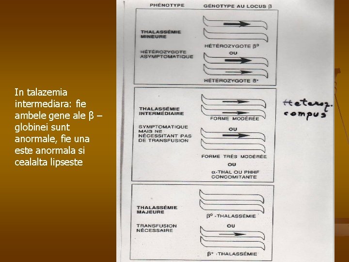 In talazemia intermediara: fie ambele gene ale β – globinei sunt anormale, fie una