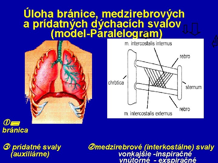  Úloha bránice, medzirebrových a prídatných dýchacích svalov (model-Paralelogram) bránica prídatné svaly medzirebrové (interkostálne)