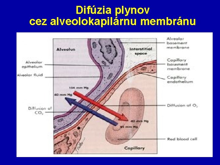Difúzia plynov cez alveolokapilárnu membránu 