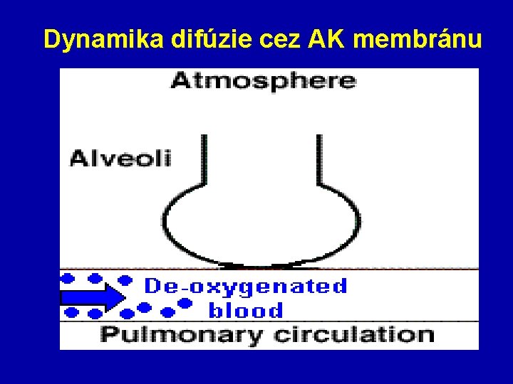 Dynamika difúzie cez AK membránu 