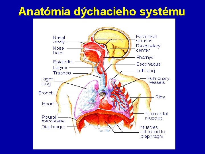 Anatómia dýchacieho systému Vsd 