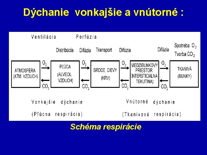 Dýchanie vonkajšie a vnútorné : Schéma respirácie 