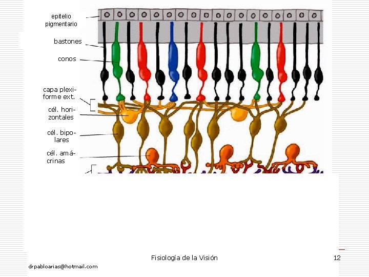 epitelio pigmentario bastones conos capa plexiforme ext. cél. horizontales cél. bipolares cél. amácrinas capa