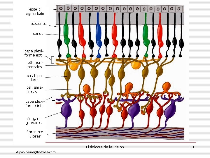 epitelio pigmentario bastones conos capa plexiforme ext. cél. horizontales cél. bipolares cél. amácrinas capa