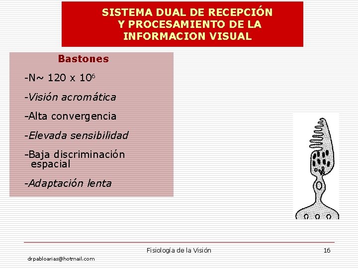 SISTEMA DUAL DE RECEPCIÓN Y PROCESAMIENTO DE LA INFORMACION VISUAL Bastones -N~ 120 x