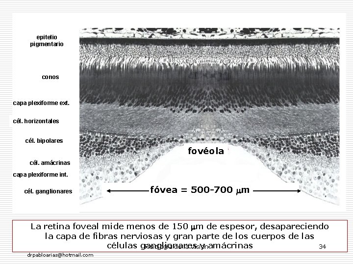 epitelio pigmentario conos capa plexiforme ext. cél. horizontales cél. bipolares fovéola cél. amácrinas capa
