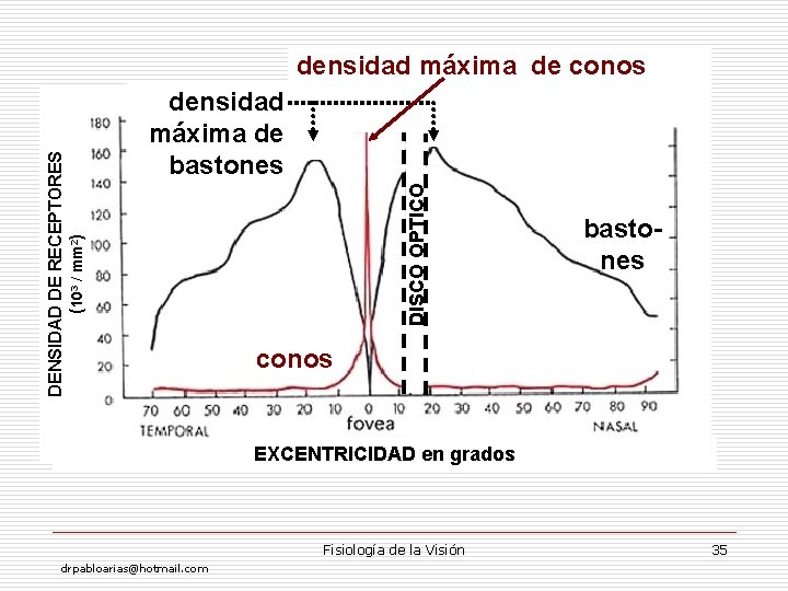 densidad máxima de bastones DISCO OPTICO DENSIDAD DE RECEPTORES (103 / mm 2) densidad