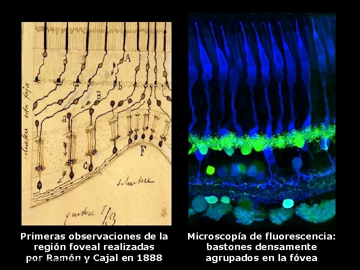Primeras observaciones de la Microscopía de fluorescencia: región foveal realizadas bastones densamente 36 Fisiología