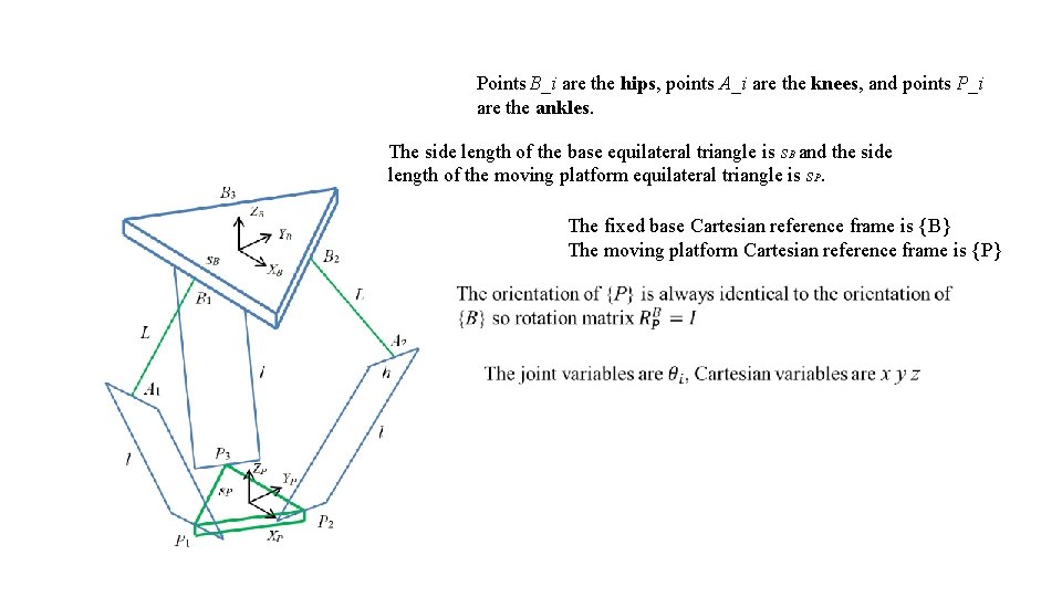 Points B_i are the hips, points A_i are the knees, and points P_i are