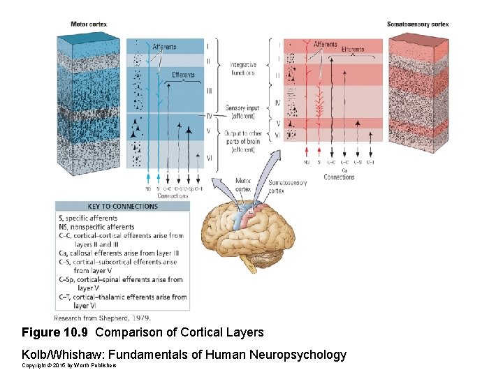 Figure 10. 9 Comparison of Cortical Layers Kolb/Whishaw: Fundamentals of Human Neuropsychology Copyright ©