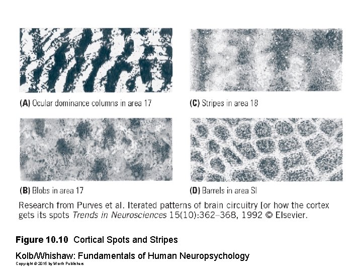 Figure 10. 10 Cortical Spots and Stripes Kolb/Whishaw: Fundamentals of Human Neuropsychology Copyright ©