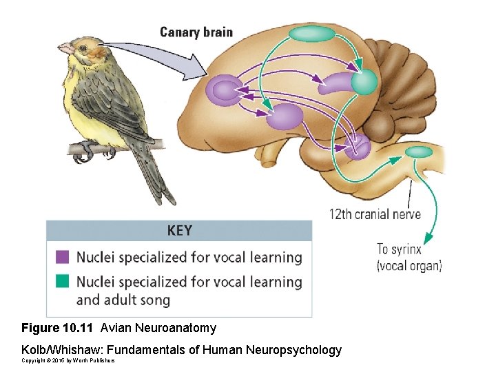 Figure 10. 11 Avian Neuroanatomy Kolb/Whishaw: Fundamentals of Human Neuropsychology Copyright © 2015 by