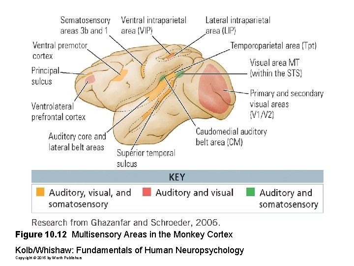 Figure 10. 12 Multisensory Areas in the Monkey Cortex Kolb/Whishaw: Fundamentals of Human Neuropsychology