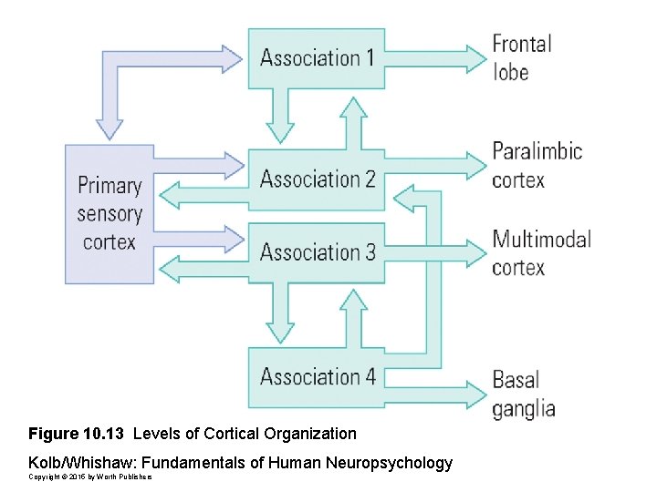 Figure 10. 13 Levels of Cortical Organization Kolb/Whishaw: Fundamentals of Human Neuropsychology Copyright ©