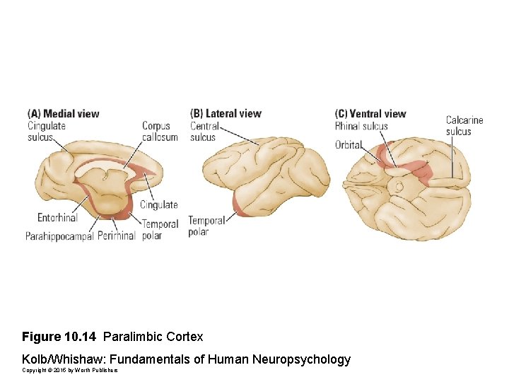 Figure 10. 14 Paralimbic Cortex Kolb/Whishaw: Fundamentals of Human Neuropsychology Copyright © 2015 by