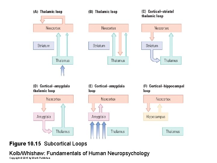 Figure 10. 15 Subcortical Loops Kolb/Whishaw: Fundamentals of Human Neuropsychology Copyright © 2015 by