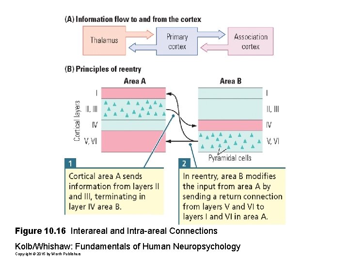 Figure 10. 16 Interareal and Intra-areal Connections Kolb/Whishaw: Fundamentals of Human Neuropsychology Copyright ©