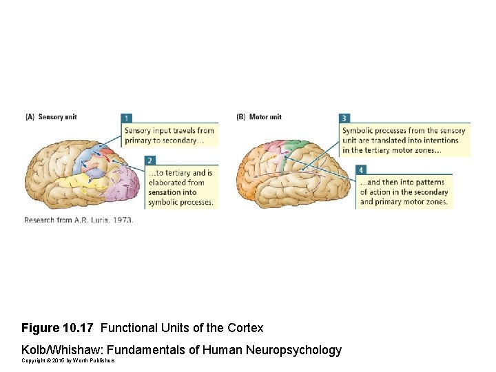 Figure 10. 17 Functional Units of the Cortex Kolb/Whishaw: Fundamentals of Human Neuropsychology Copyright
