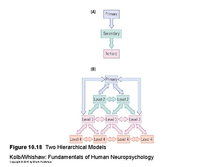 Figure 10. 18 Two Hierarchical Models Kolb/Whishaw: Fundamentals of Human Neuropsychology Copyright © 2015