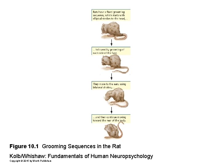 Figure 10. 1 Grooming Sequences in the Rat Kolb/Whishaw: Fundamentals of Human Neuropsychology Copyright