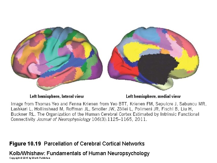 Figure 10. 19 Parcellation of Cerebral Cortical Networks Kolb/Whishaw: Fundamentals of Human Neuropsychology Copyright