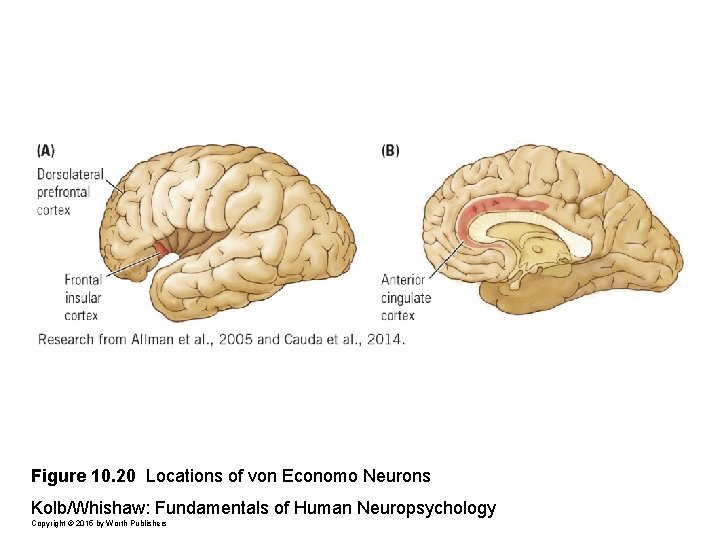 Figure 10. 20 Locations of von Economo Neurons Kolb/Whishaw: Fundamentals of Human Neuropsychology Copyright