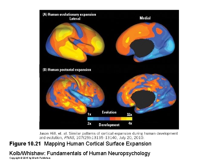 Figure 10. 21 Mapping Human Cortical Surface Expansion Kolb/Whishaw: Fundamentals of Human Neuropsychology Copyright
