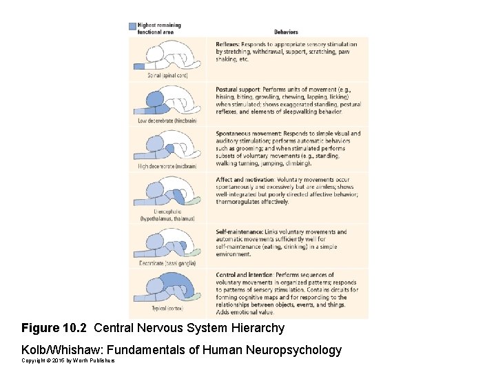 Figure 10. 2 Central Nervous System Hierarchy Kolb/Whishaw: Fundamentals of Human Neuropsychology Copyright ©