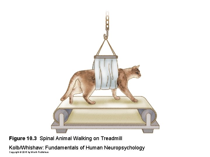 Figure 10. 3 Spinal Animal Walking on Treadmill Kolb/Whishaw: Fundamentals of Human Neuropsychology Copyright