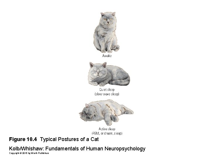 Figure 10. 4 Typical Postures of a Cat Kolb/Whishaw: Fundamentals of Human Neuropsychology Copyright