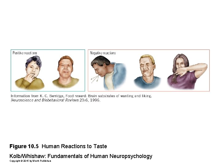 Figure 10. 5 Human Reactions to Taste Kolb/Whishaw: Fundamentals of Human Neuropsychology Copyright ©
