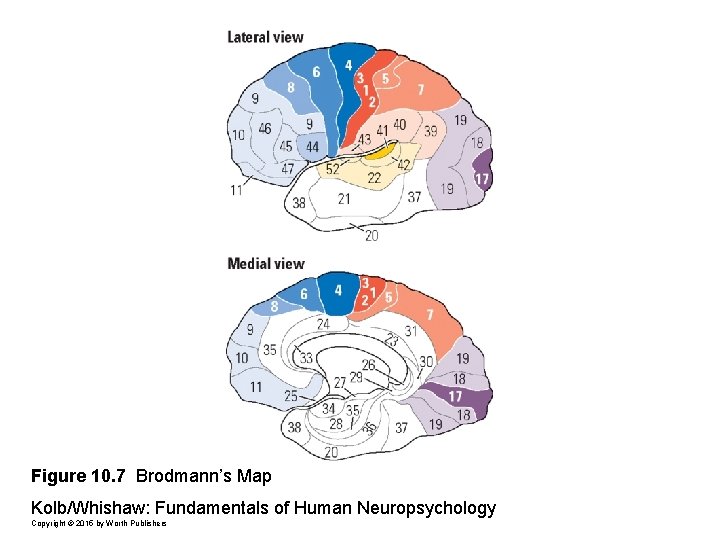 Figure 10. 7 Brodmann’s Map Kolb/Whishaw: Fundamentals of Human Neuropsychology Copyright © 2015 by