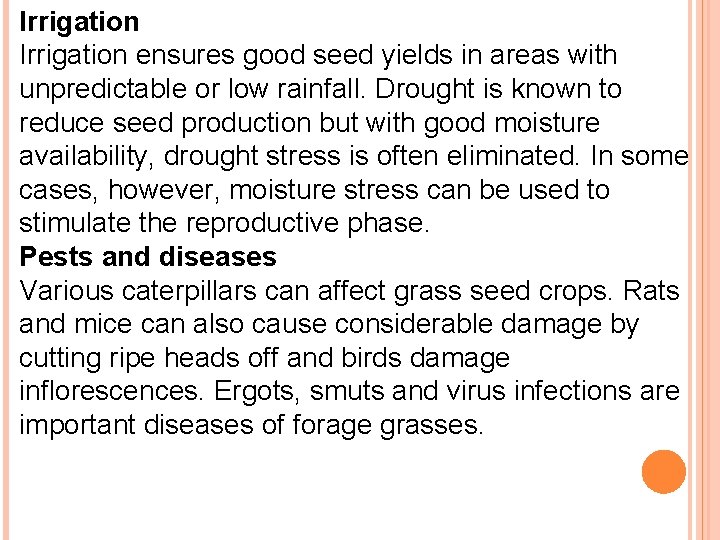 Irrigation ensures good seed yields in areas with unpredictable or low rainfall. Drought is