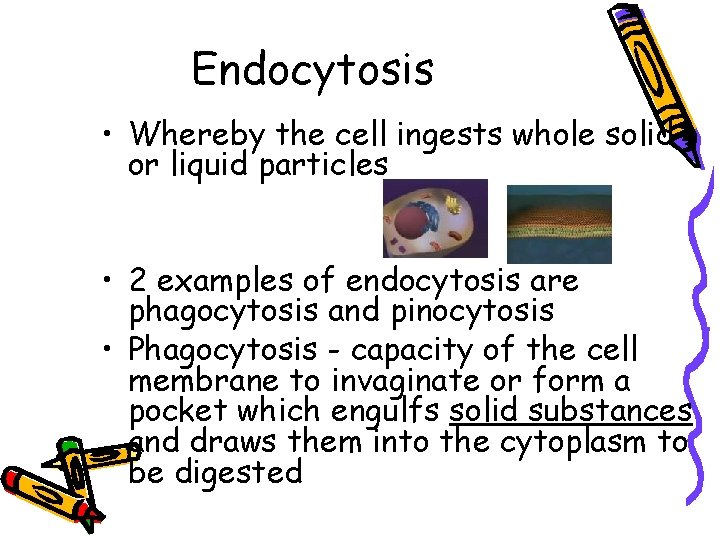 Endocytosis • Whereby the cell ingests whole solid or liquid particles • 2 examples