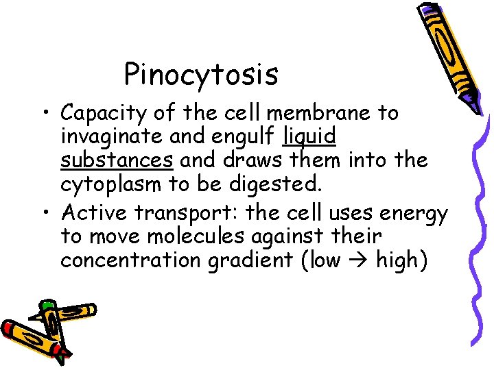 Pinocytosis • Capacity of the cell membrane to invaginate and engulf liquid substances and