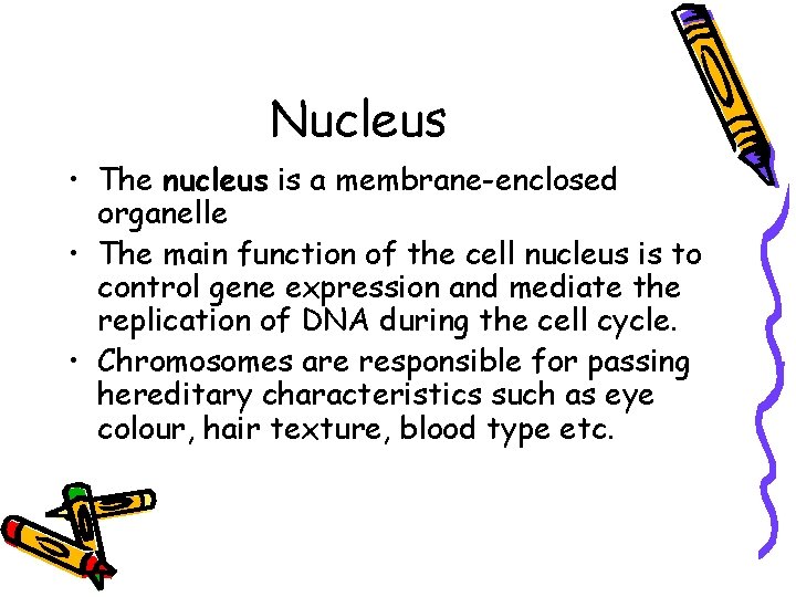 Nucleus • The nucleus is a membrane-enclosed organelle • The main function of the