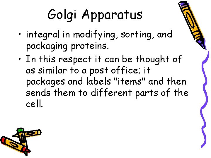 Golgi Apparatus • integral in modifying, sorting, and packaging proteins. • In this respect