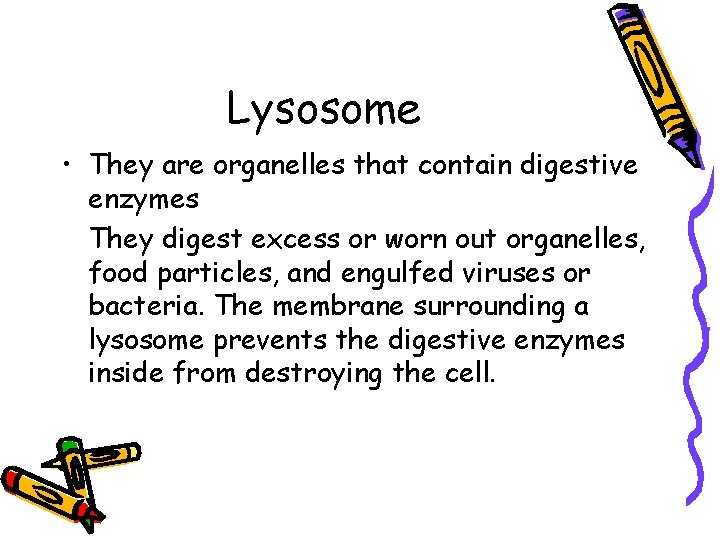 Lysosome • They are organelles that contain digestive enzymes They digest excess or worn