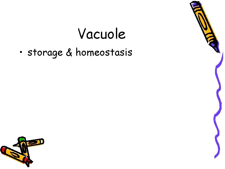 Vacuole • storage & homeostasis 
