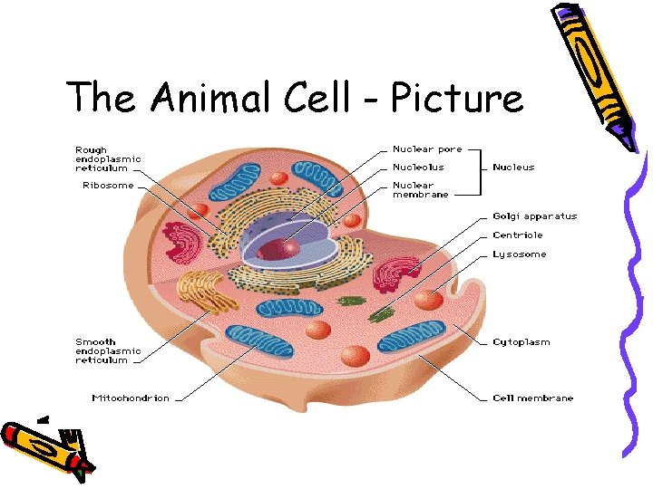The Animal Cell - Picture 
