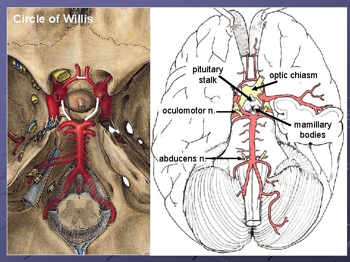 Circle of Willis pituitary stalk optic chiasm oculomotor n. mamillary bodies abducens n. 