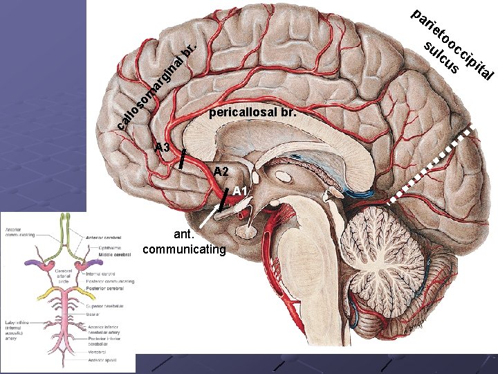 so m ar g in al br . pa rie to su oc lc