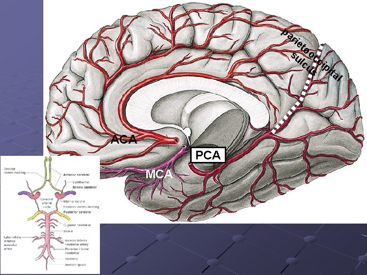 pa rie to su oc lc cip us it al ACA PCA MCA 