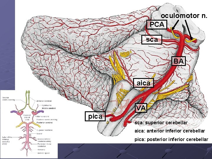oculomotor n. PCA sca BA aica VA pica sca: superior cerebellar aica: anterior inferior