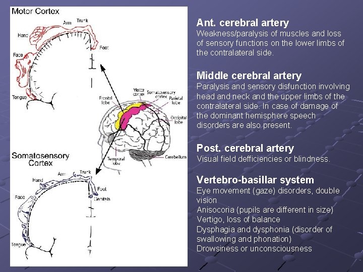 Ant. cerebral artery Weakness/paralysis of muscles and loss of sensory functions on the lower