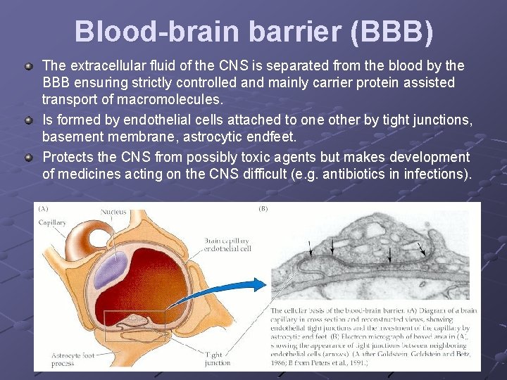 Blood-brain barrier (BBB) The extracellular fluid of the CNS is separated from the blood