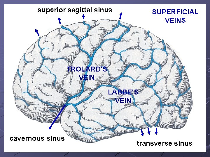 superior sagittal sinus SUPERFICIAL VEINS TROLARD’S VEIN LABBE’S VEIN cavernous sinus transverse sinus 