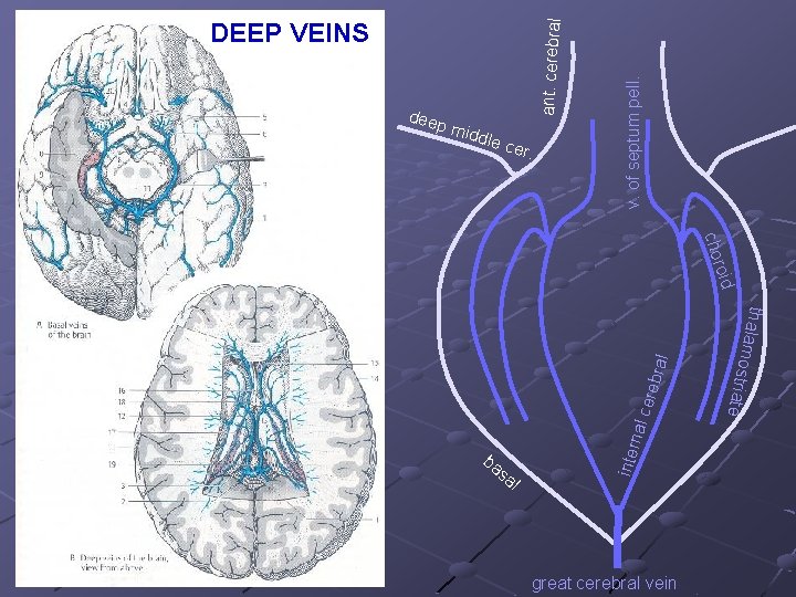 midd le ce r. sa l great cerebral vein thala m o s triate